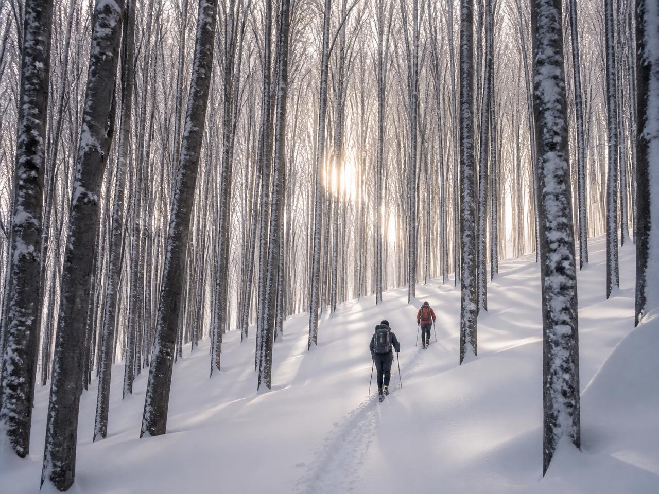 Ciaspolata in una faggeta innevata