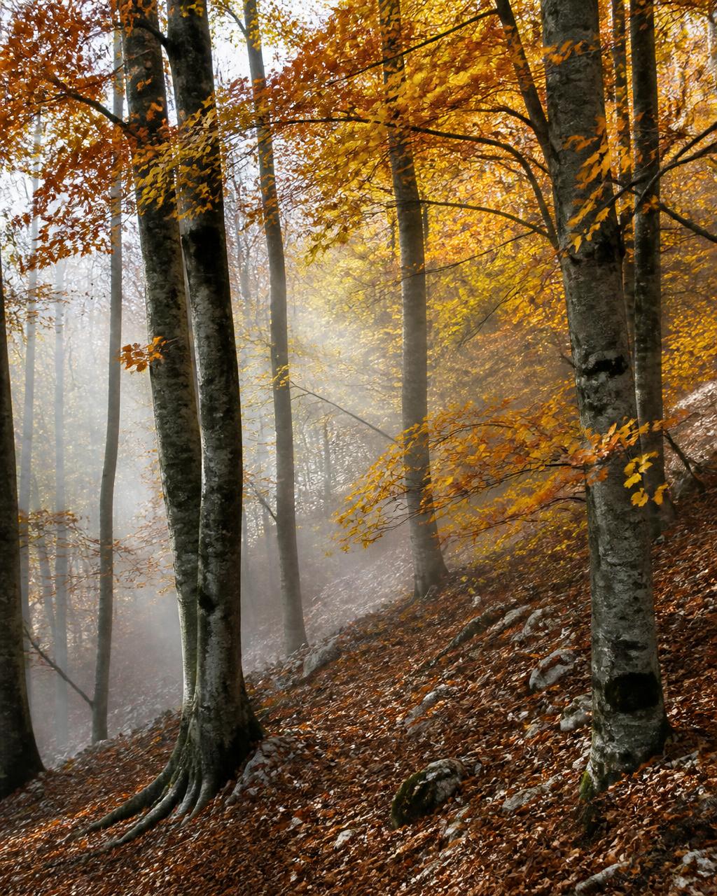 Faggeta autunnale con foglie dorate nei Monti Sibillini
